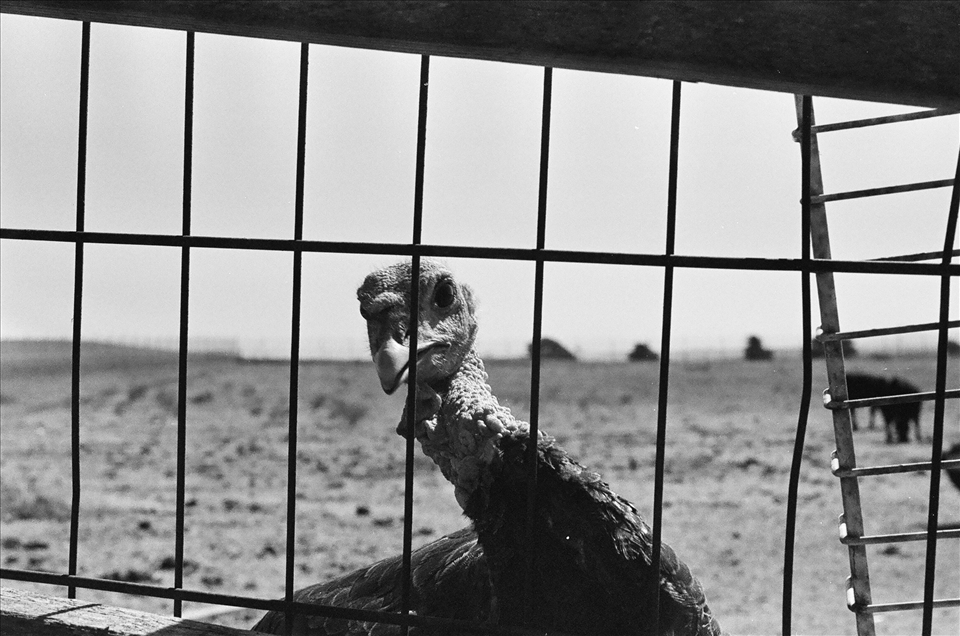 Over 100 million animals are sacrificed in the three days Eid Al-Adha occurs, with many voices raising objections on the cruelties, resources of livestock, & economic benefits for those involved. We must first understand the spirit Islam wishes to convey with Ibrahim’s loyalty to Allah’s will, & Isma’il’s willingness to accept his gruesome fate. With over 46 millions turkeys to be consumed on Thanksgiving in the US alone, it is unfair to say whose practices are deemed acceptable. 





