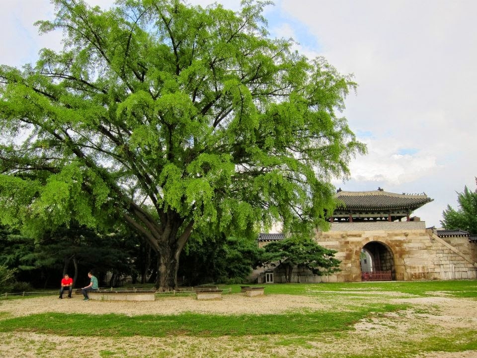 Seoul, South Korean tree