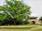 Seoul, South Korean tree: by shaymeinecke, Views[384]