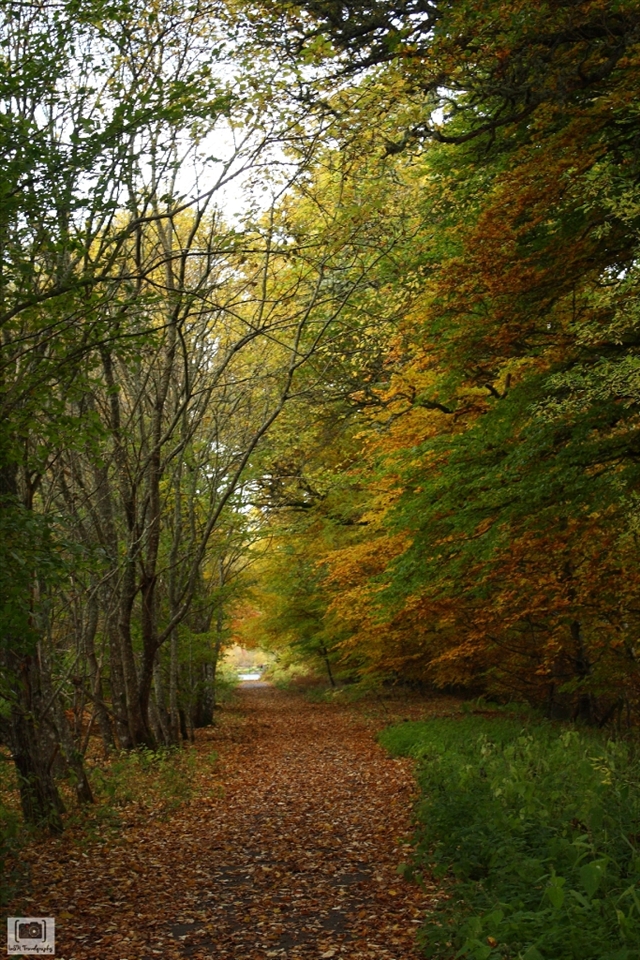 The woods was filled with the colour of autumn. Dried leaves flooded the pathway like a carpet welcoming us. 