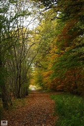 The woods was filled with the colour of autumn. Dried leaves flooded the pathway like a carpet welcoming us. : by shayne_lee, Views[347]