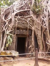 Ta Prohm: by shayshine, Views[111]