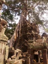 Ta Prohm: by shayshine, Views[108]