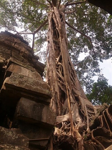 Ta Prohm