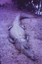 Crikey!: by shayshine, Views[148]