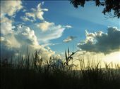 by shaz, Views[435]