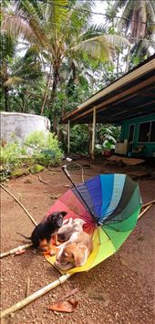 by shaz, Views[185]