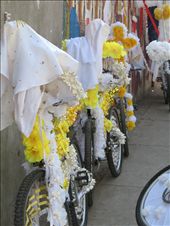 Waiting for the parade to begin, the decorated bikes anticipate their riders.: by sheelah, Views[320]