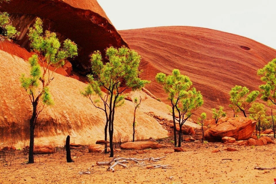 The fierce and unforgiving effects of an arid climate in the middle of the Australian desert. The base of the trees are charcoal black burnt from fires that threaten the rim of our sacred landmark - Uluru.