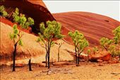 The fierce and unforgiving effects of an arid climate in the middle of the Australian desert. The base of the trees are charcoal black burnt from fires that threaten the rim of our sacred landmark - Uluru.: by sheree, Views[2036]