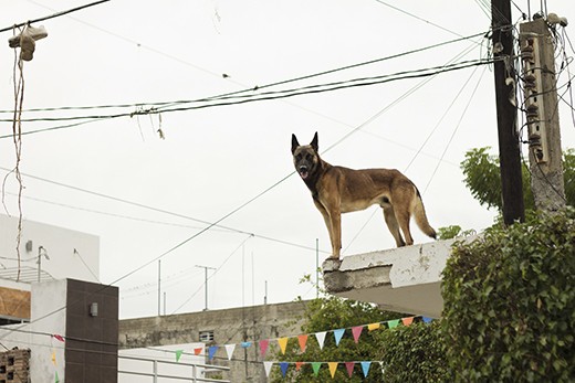 The dog that wakes me with its barking when the news rolls around in the morning; bikes strapped with speakers; yelling about the killings that happened the day before.