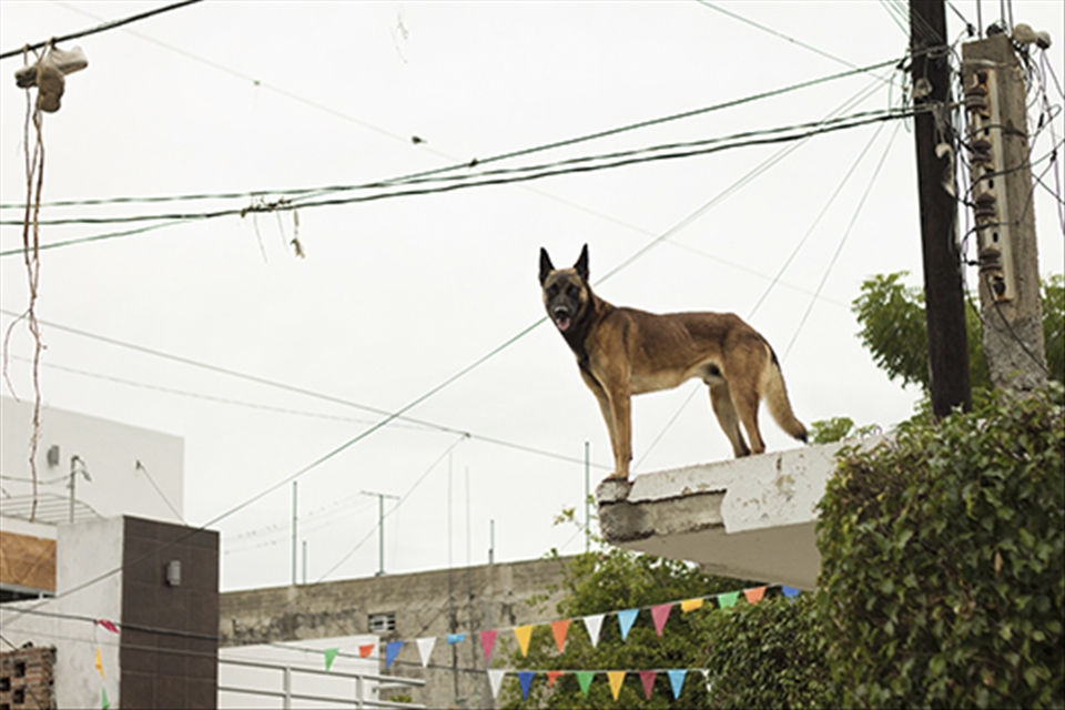 The dog that wakes me with its barking when the news rolls around in the morning; bikes strapped with speakers; yelling about the killings that happened the day before.