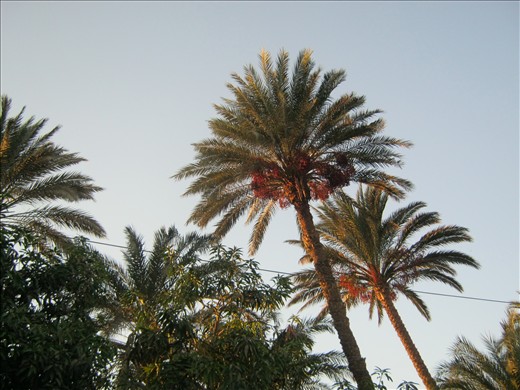 Palm trees