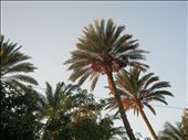 Palm trees: by shimaa_nabil, Views[326]
