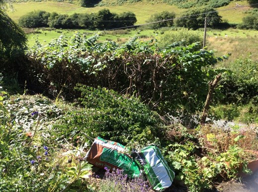 The hazel hedge in north Wales; not quite on the scale of the Lake District one. 