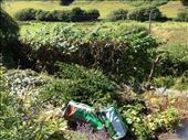 The hazel hedge in north Wales; not quite on the scale of the Lake District one. : by shire_girl, Views[255]