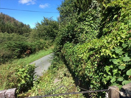 Postie's hedge. (The path the post man uses to deliever mail.)