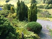 My round hedge!: by shire_girl, Views[168]
