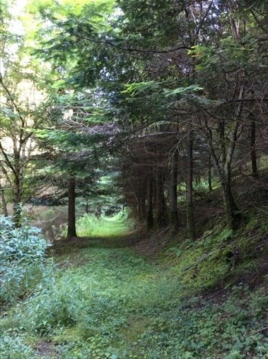 Forest walk in north Wales