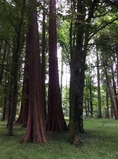 Forest in the Sculpture garden