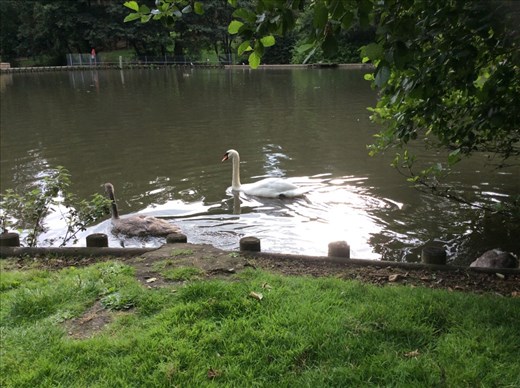 Anywhere there is water here there seems to be Swans. Finally here is a photo!