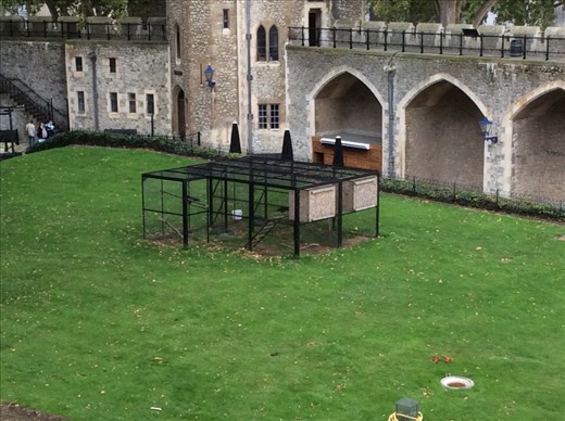 The legendary Ravens of the Tower of London.