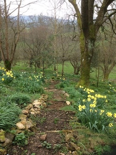 The woodland garden.