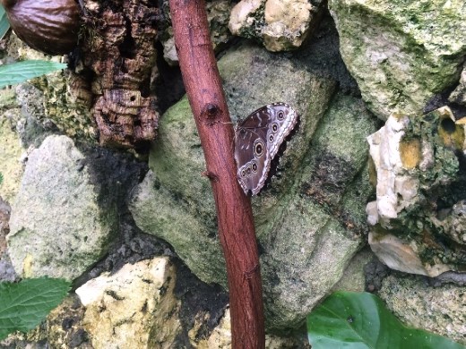 A Blue Morph Butterfly with it's iridescent wings stubbornly closed.