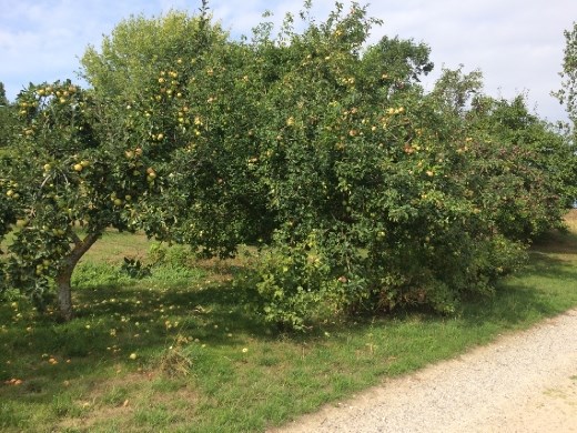 Roadside apple and pear trees.