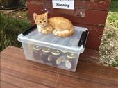 Kitten on honey :): by shire_girl, Views[218]