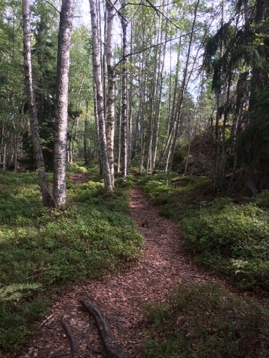 The forest path on Grinda.