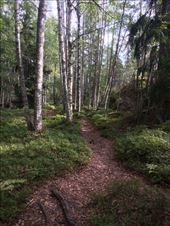 The forest path on Grinda.: by shire_girl, Views[439]