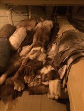 Pelts taken for use to stay warm. At least they were well used.: by shire_girl, Views[351]