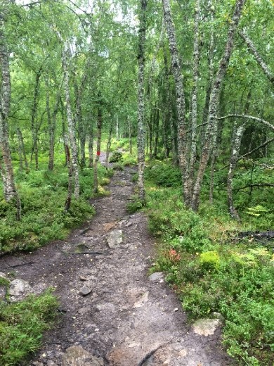 The forest of the lower hike above Balestrand.