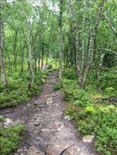 The forest of the lower hike above Balestrand.: by shire_girl, Views[203]