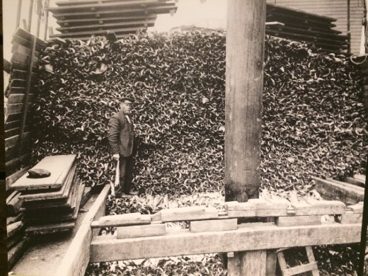 Some small idea of just how many stock fish we're talking about!