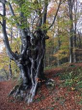 by shire_girl, Views[187]