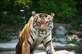 Royal Bengal Tiger with innocent and inquisitive eyes : by shiringupta, Views[1187]