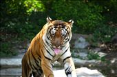 God, why you have made everyone so smart: by shiringupta, Views[227]