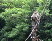 I know how I can save my Life by climbing Trees: by shiringupta, Views[317]