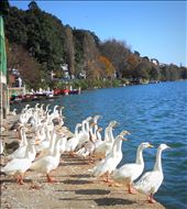 Togetherness. . . .: by shishirkumarsingh, Views[184]