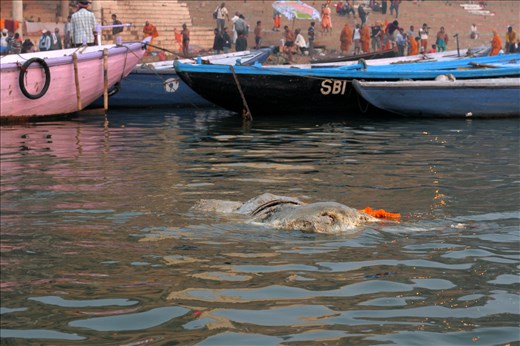 The Ganga which is considered as the most sacred river of india with an ironical fact that it was ranked as the 5th most polluted river in the world in 2007.A river which not only has religious importance but also serves as a lifeline for millions of indians who live along its course and depend on it for their daily needs.The dead Animal carcass floating in the river is like a wound in our heart for the fact that this is the water we drink.