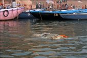 The Ganga which is considered as the most sacred river of india with an ironical fact that it was ranked as the 5th most polluted river in the world in 2007.A river which not only has religious importance but also serves as a lifeline for millions of indians who live along its course and depend on it for their daily needs.The dead Animal carcass floating in the river is like a wound in our heart for the fact that this is the water we drink.: by shivarajvanshi, Views[655]