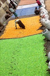 Recycle-plastic worker : by shoaib, Views[338]