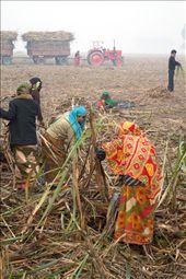 Worker in sugarcane field : by shoaib, Views[409]