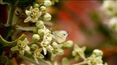 A butterfly looking for nectar on poisonous flower of Calotropis.: by shobhit, Views[650]