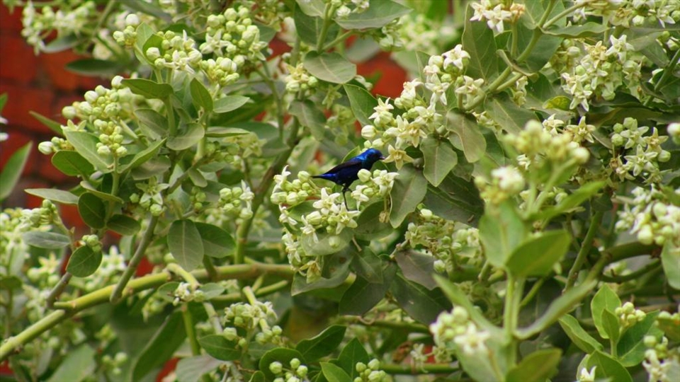 Small blue bird jumpng on the flowering plant.