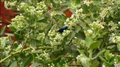 Small blue bird jumpng on the flowering plant.: by shobhit, Views[366]