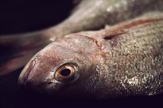 A close up of freshly caught snapper
