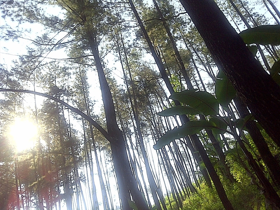 forest tree in the morning